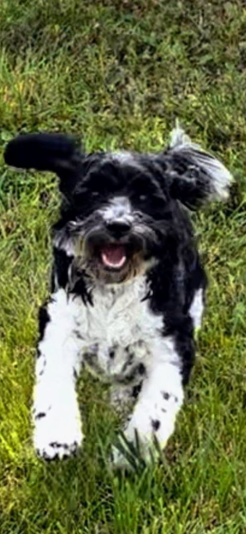 PIPPA, an adoptable Cockapoo in Wooster, OH, 44691 | Photo Image 3