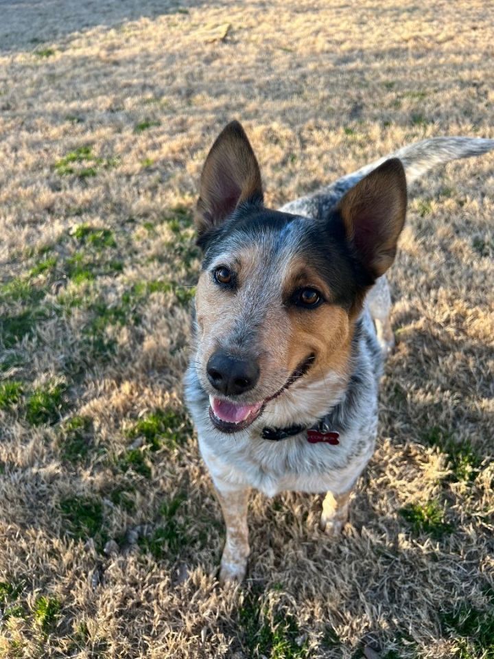 Cowboy, an adoptable Cattle Dog Mix in Tulsa, OK_image-3