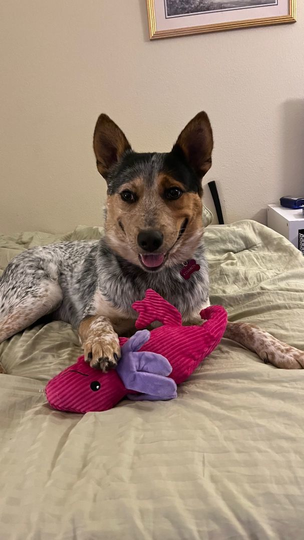 Cowboy, an adoptable Cattle Dog Mix in Tulsa, OK_image-4