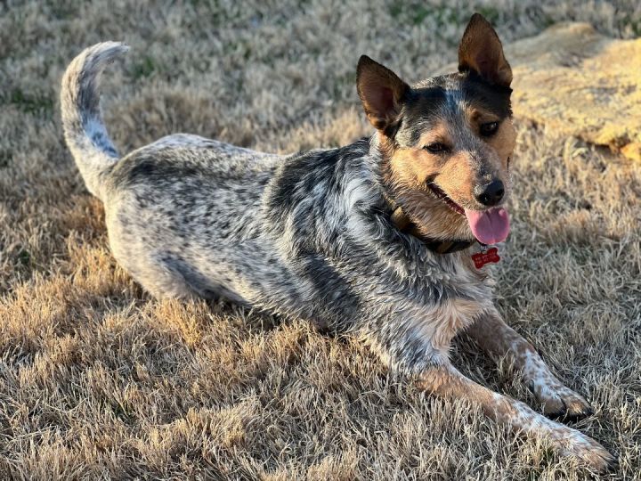 Cowboy, an adoptable Cattle Dog Mix in Tulsa, OK_image-5