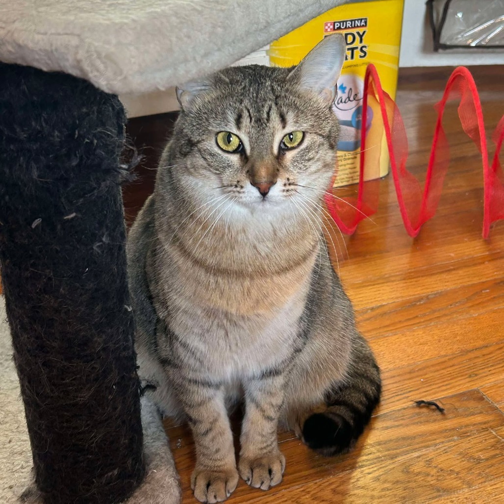 Scout, an adoptable Domestic Short Hair in FAIRWAY, KS, 66205 | Photo Image 5