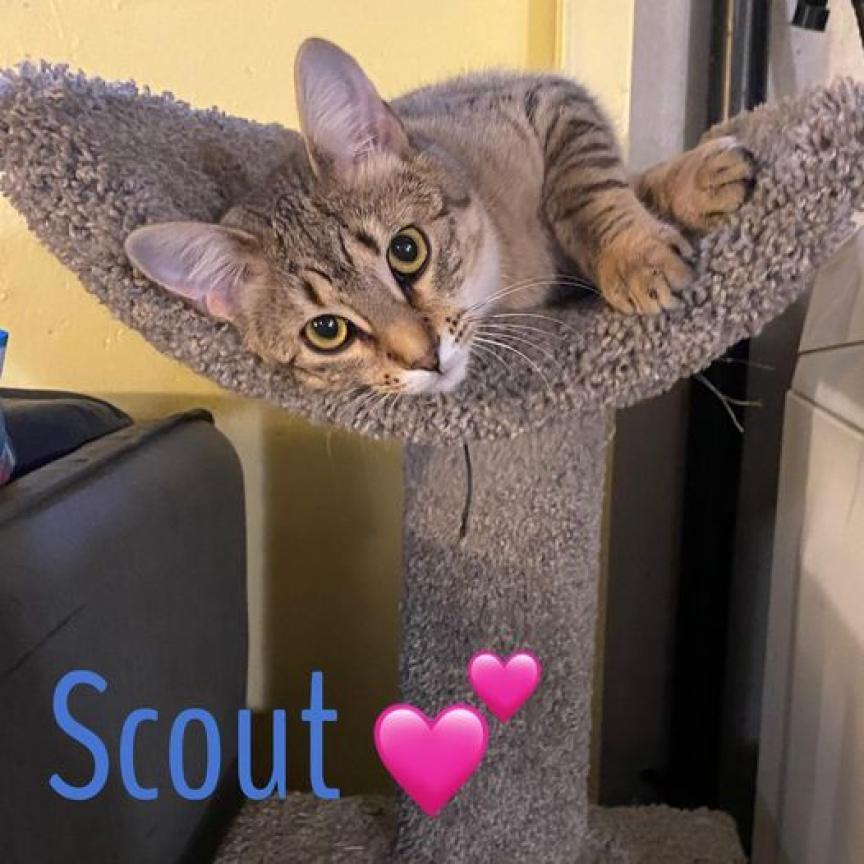 Scout, an adoptable Domestic Short Hair in FAIRWAY, KS, 66205 | Photo Image 6