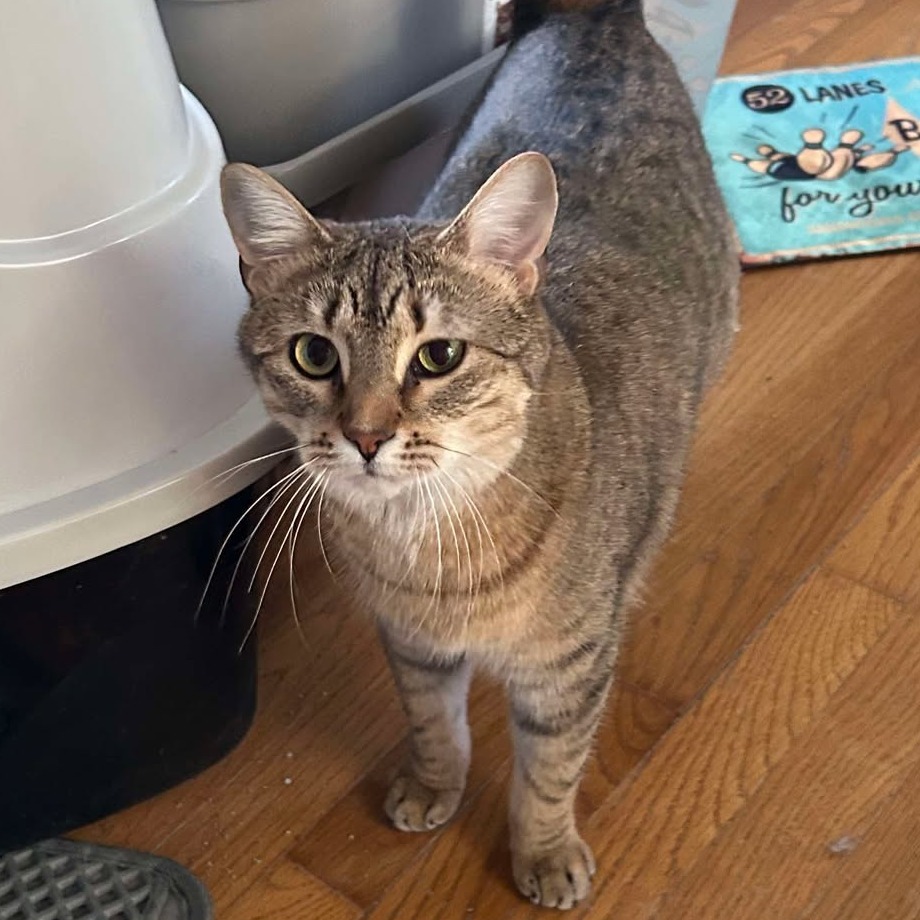 Scout, an adoptable Domestic Short Hair in FAIRWAY, KS, 66205 | Photo Image 7