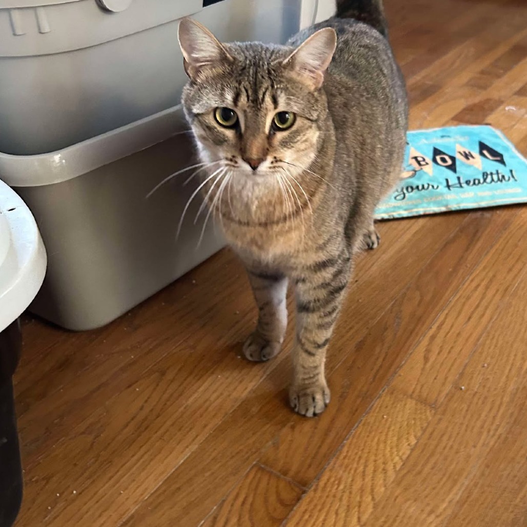 Scout, an adoptable Domestic Short Hair in FAIRWAY, KS, 66205 | Photo Image 8