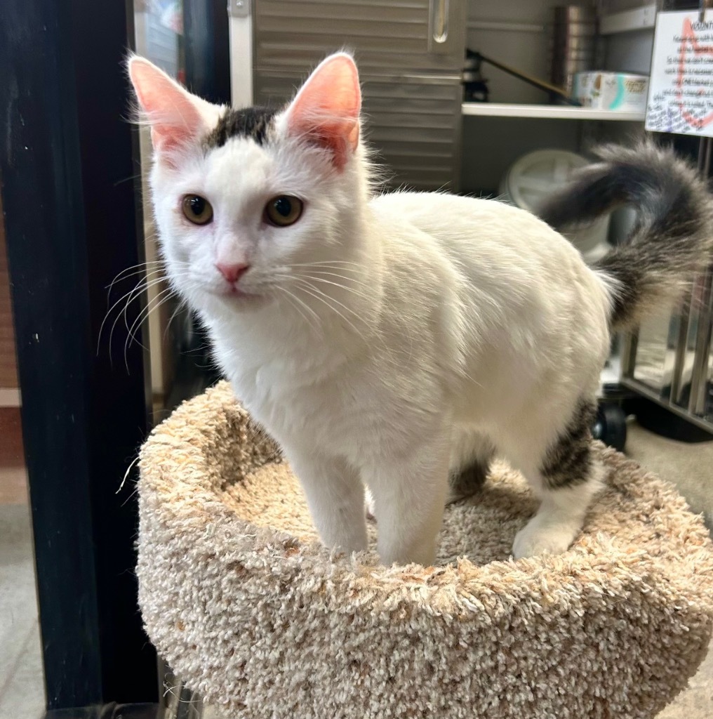 Cat for adoption Stevie, a Domestic Medium Hair in Cumming, GA