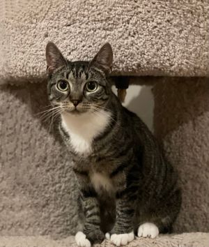 Geneva Orchard, Baby Female Domestic Short Hair