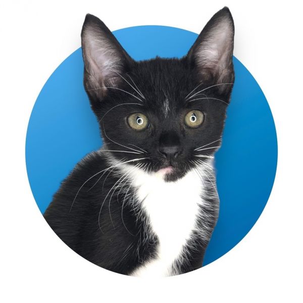 Pet Photo