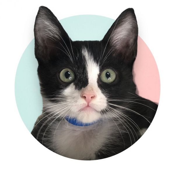 Pet Photo