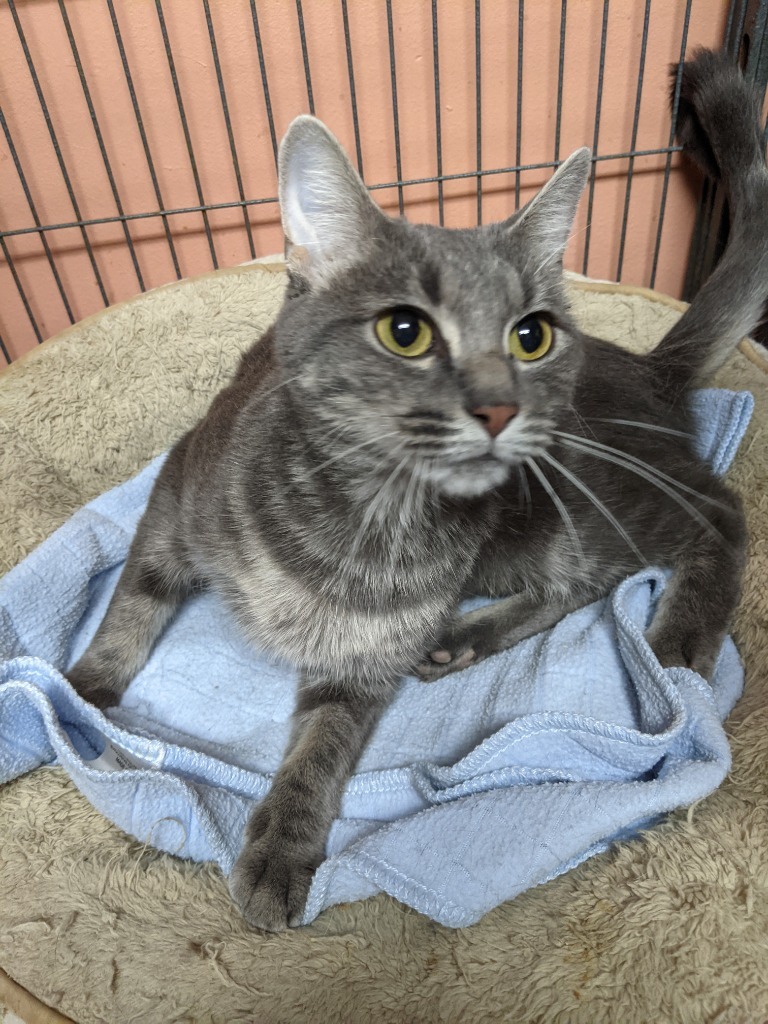 KATIE, an adoptable Domestic Short Hair in Battle Creek, MI, 49017 | Photo Image 2