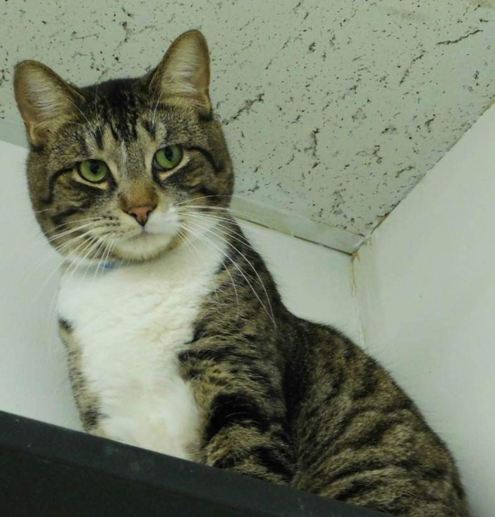 Sanford, an adoptable Domestic Short Hair, Tiger in Muskegon, MI, 49442 | Photo Image 1