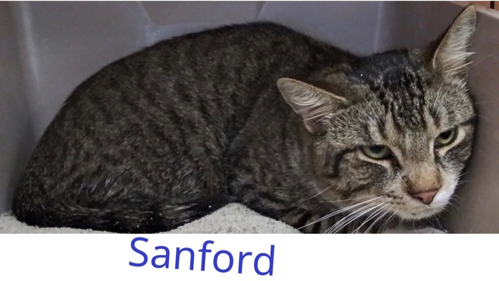 Sanford, an adoptable Domestic Short Hair, Tiger in Muskegon, MI, 49442 | Photo Image 2