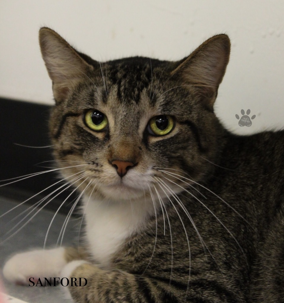 Sanford, an adoptable Domestic Short Hair, Tiger in Muskegon, MI, 49442 | Photo Image 6