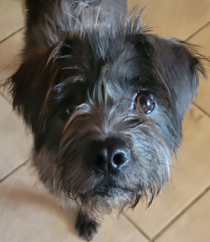 Norfolk terrier schnauzer hot sale mix