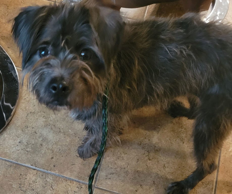 Petunia, an adoptable Norfolk Terrier, Schnauzer in San Antonio, TX, 78251 | Photo Image 3