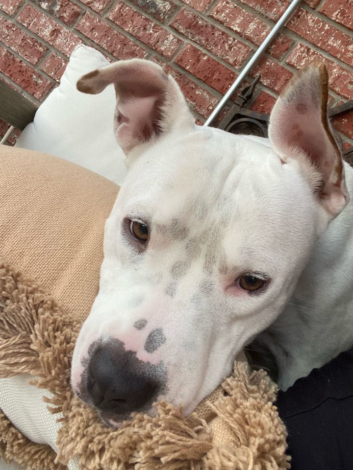 Alfredo, an adoptable Pit Bull Terrier in Carrollton, TX_image-3