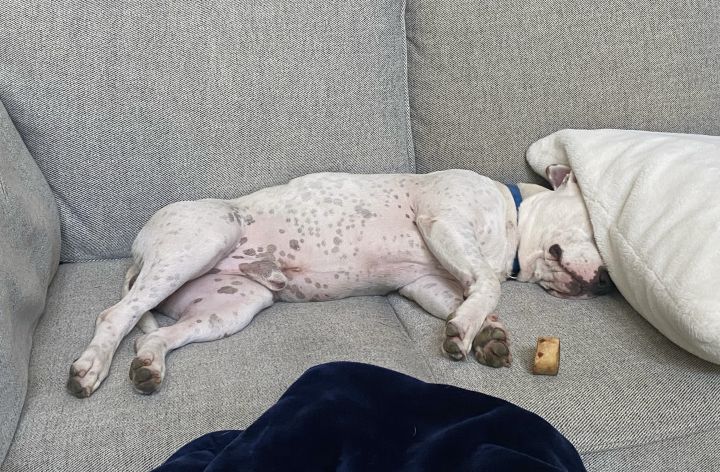 Alfredo, an adoptable Pit Bull Terrier in Carrollton, TX_image-4