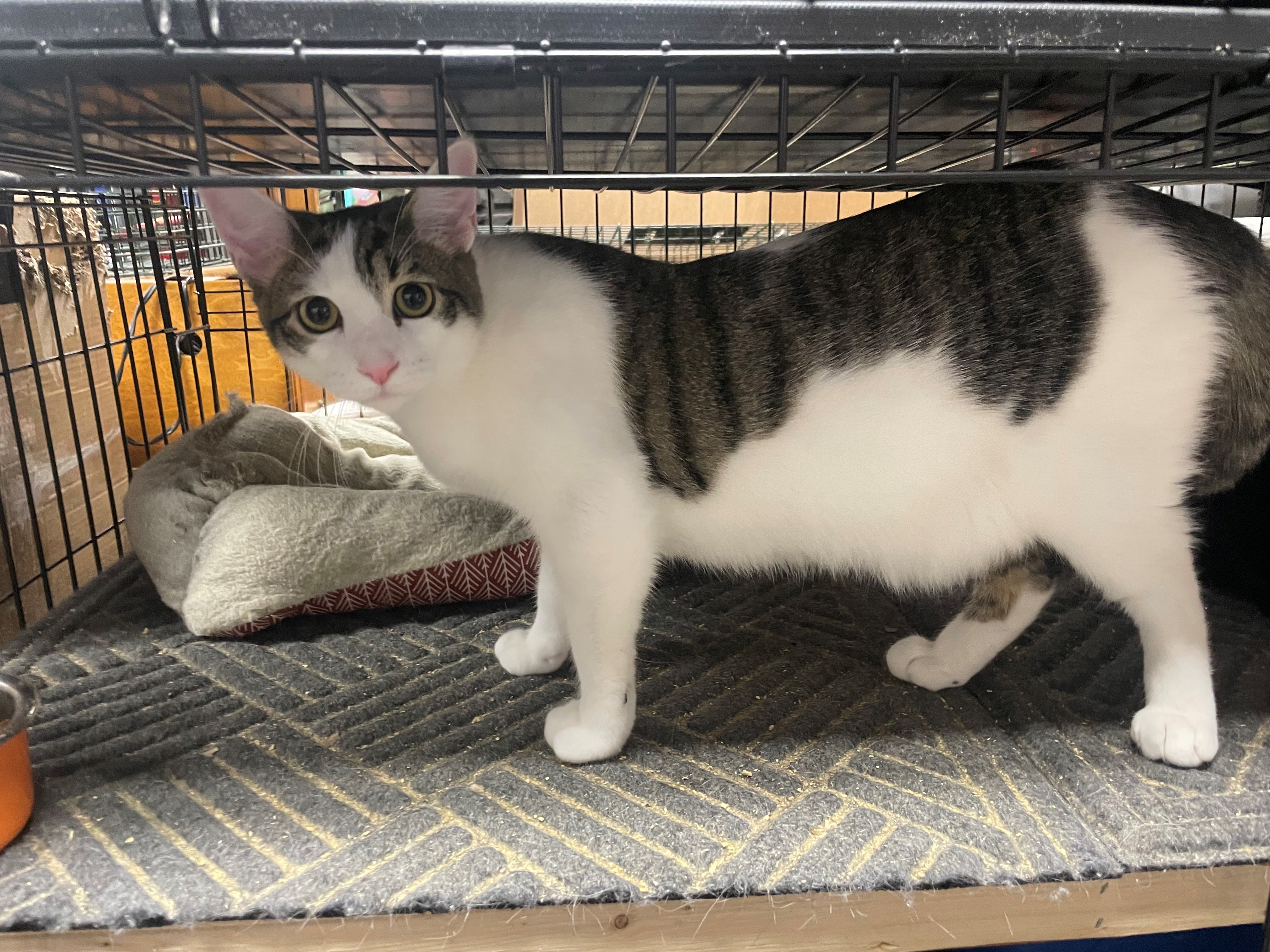 BJ, an adoptable Domestic Short Hair in Goodlettsville, TN, 37070 | Photo Image 1