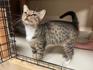 Cats for Adoption Near White House TN Petfinder