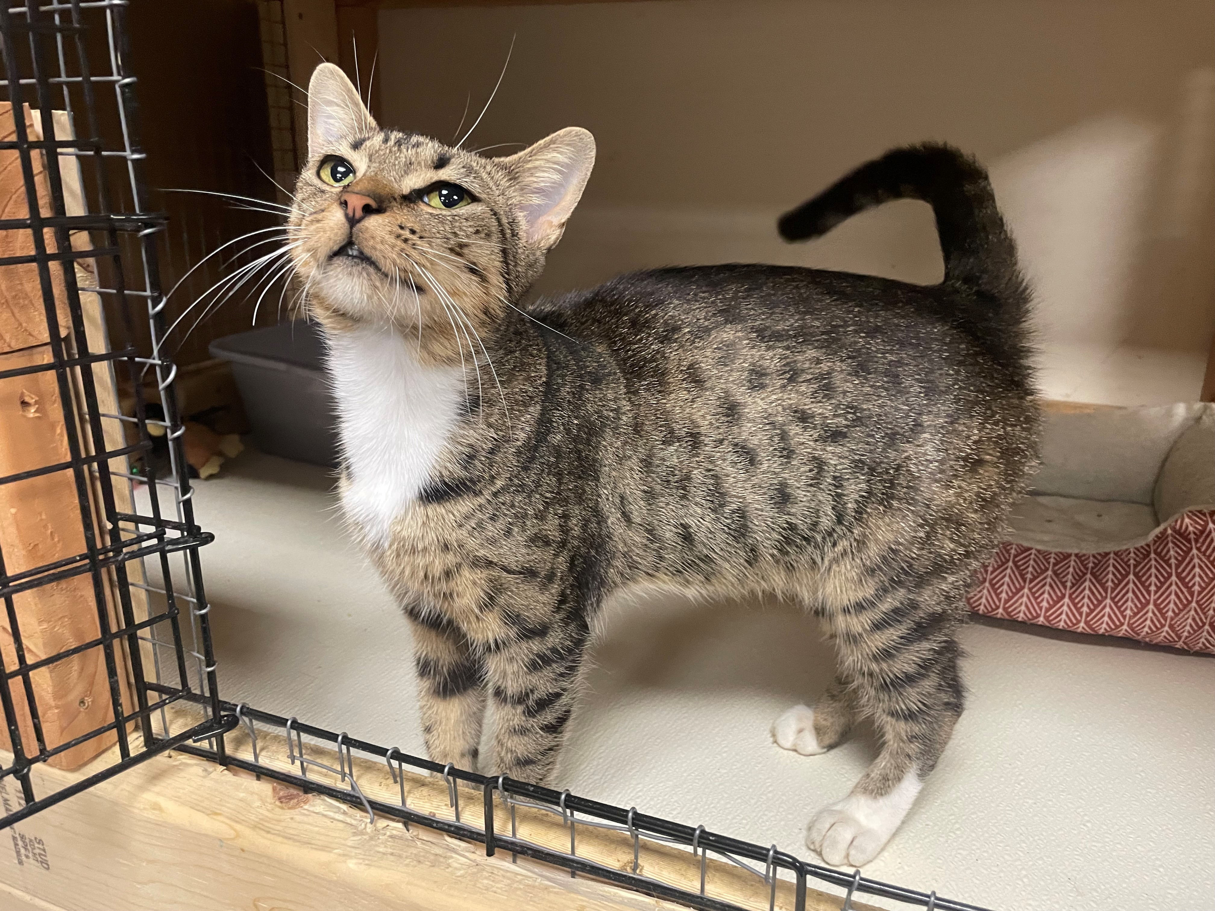 Tiny, an adoptable Domestic Short Hair in Goodlettsville, TN, 37070 | Photo Image 1