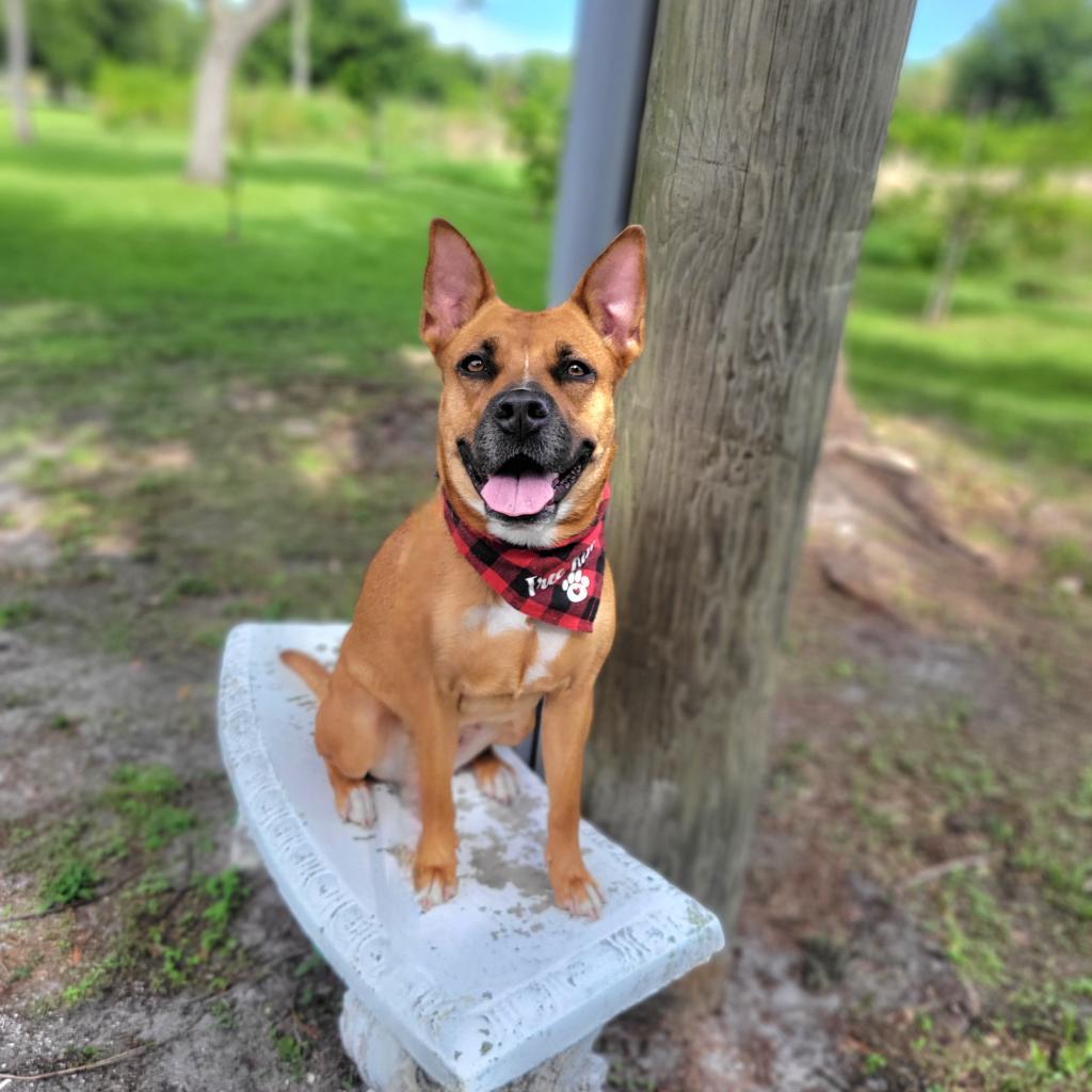 Riley, an adoptable Mixed Breed in Port Charlotte, FL, 33980 | Photo Image 1