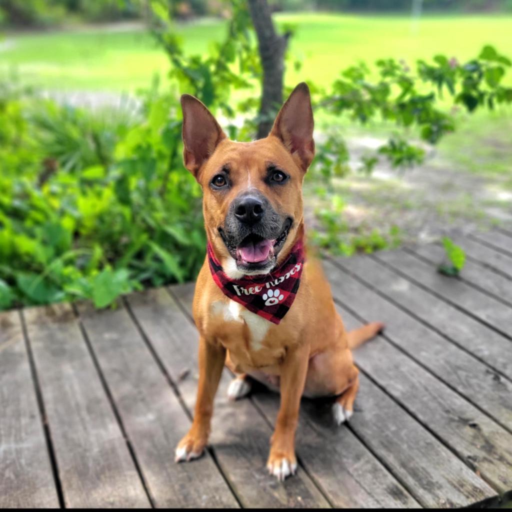 Riley, an adoptable Mixed Breed in Port Charlotte, FL, 33980 | Photo Image 2