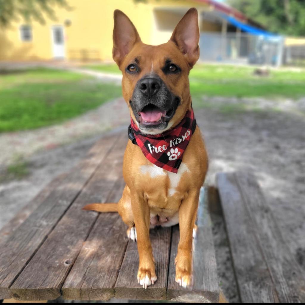 Riley, an adoptable Mixed Breed in Port Charlotte, FL, 33980 | Photo Image 3