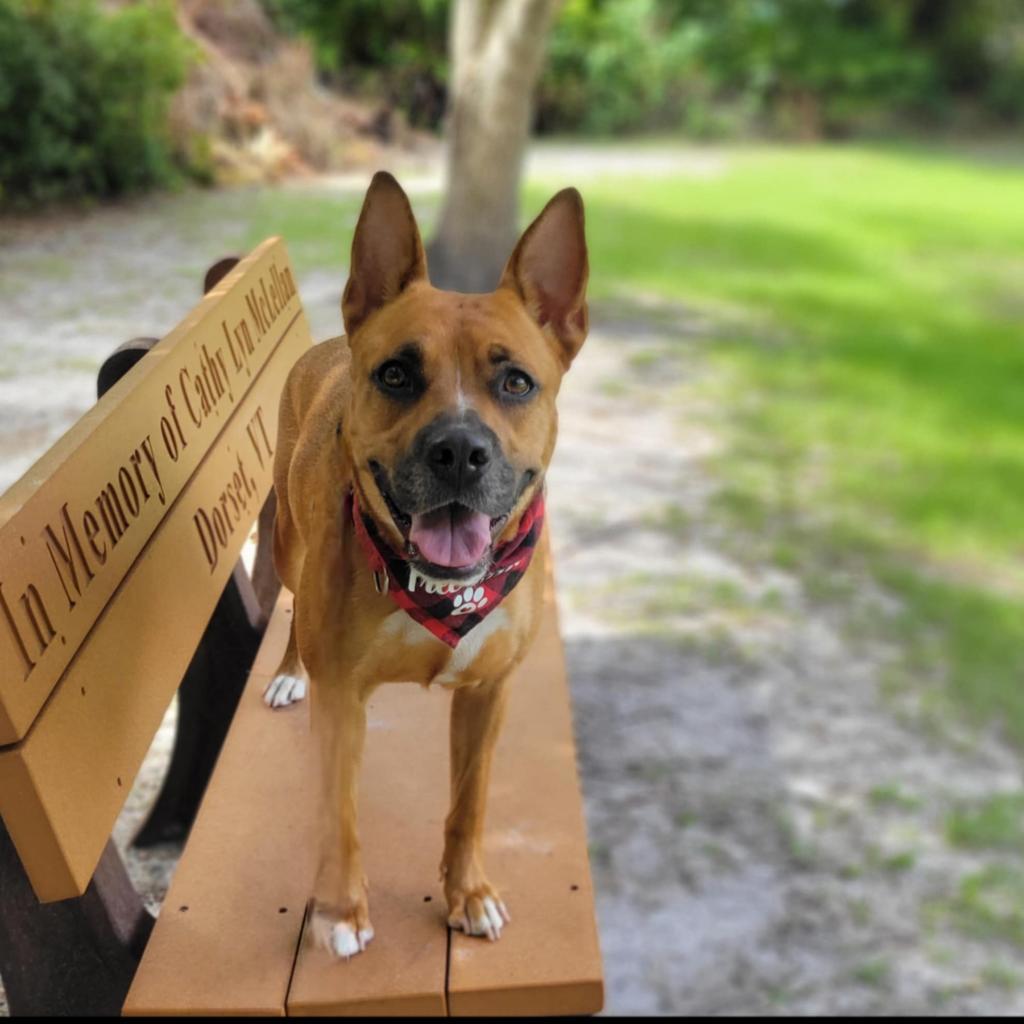 Riley, an adoptable Mixed Breed in Port Charlotte, FL, 33980 | Photo Image 4
