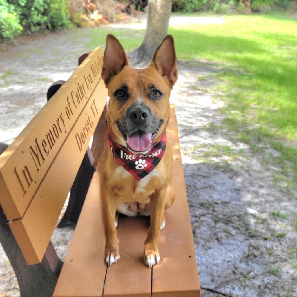 Riley, an adoptable Mixed Breed in Port Charlotte, FL, 33980 | Photo Image 5