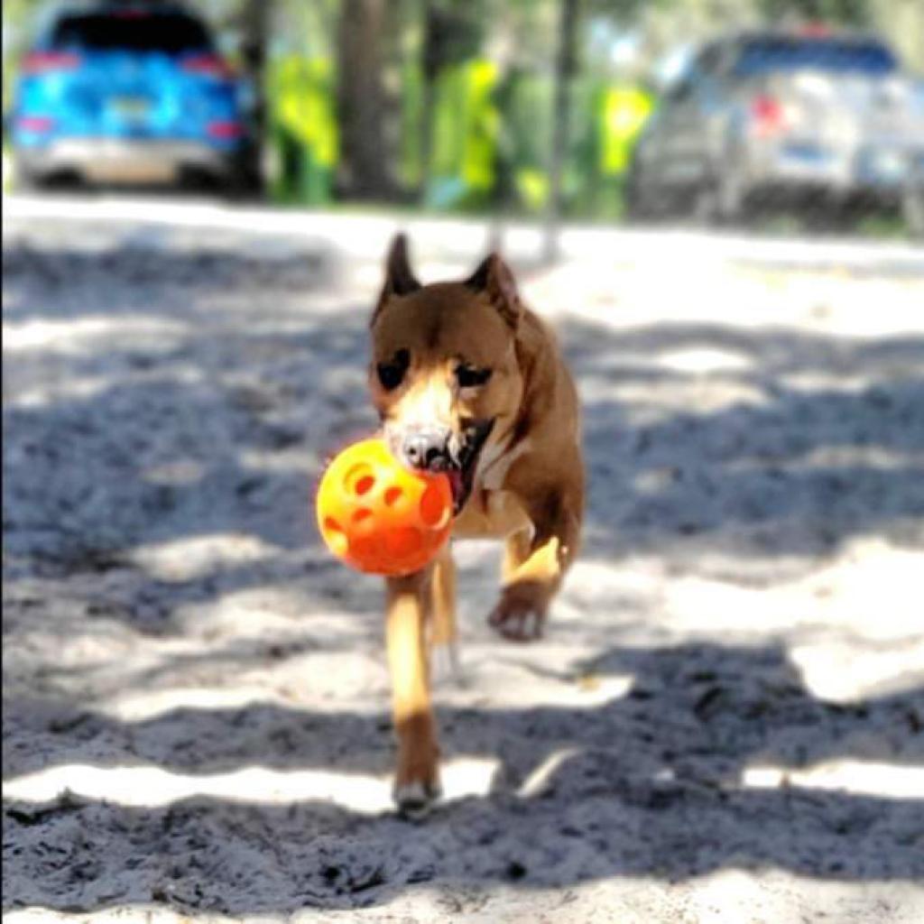 Riley, an adoptable Mixed Breed in Port Charlotte, FL, 33980 | Photo Image 6