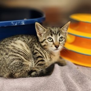 Cat for adoption - Jersey, a Domestic Short Hair in Detroit, MI