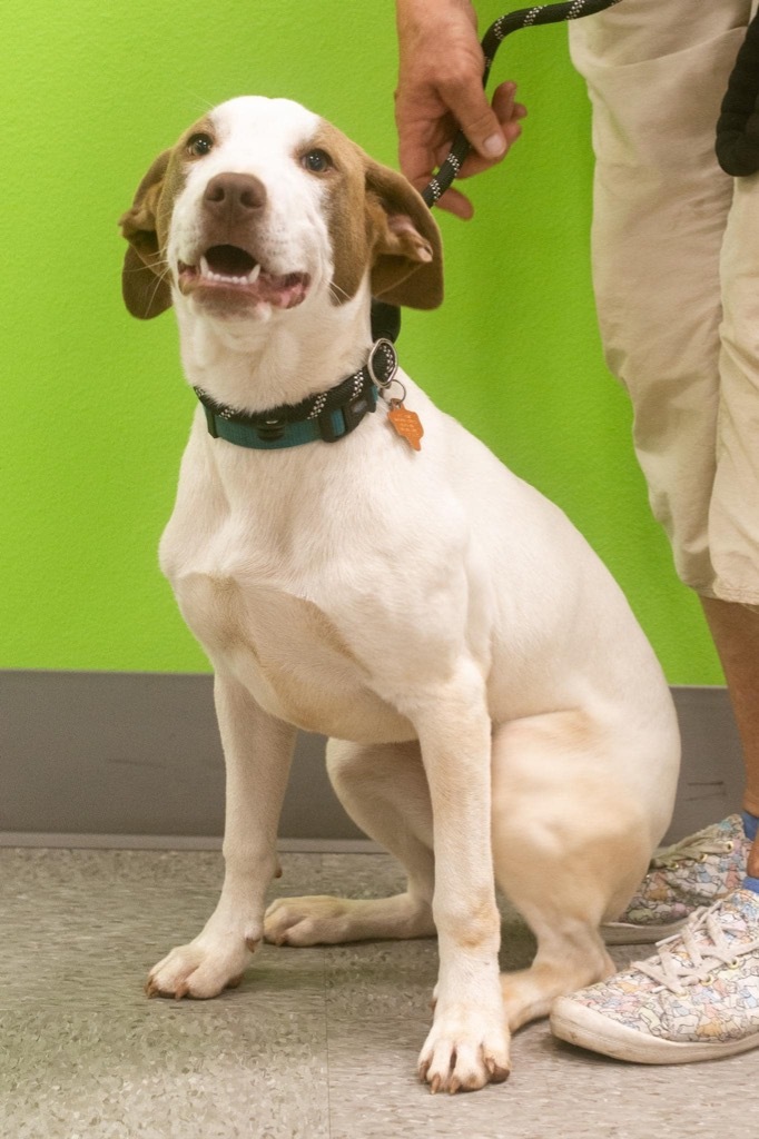 Clover, an adoptable Pointer Mix in North Syracuse, NY_image-2