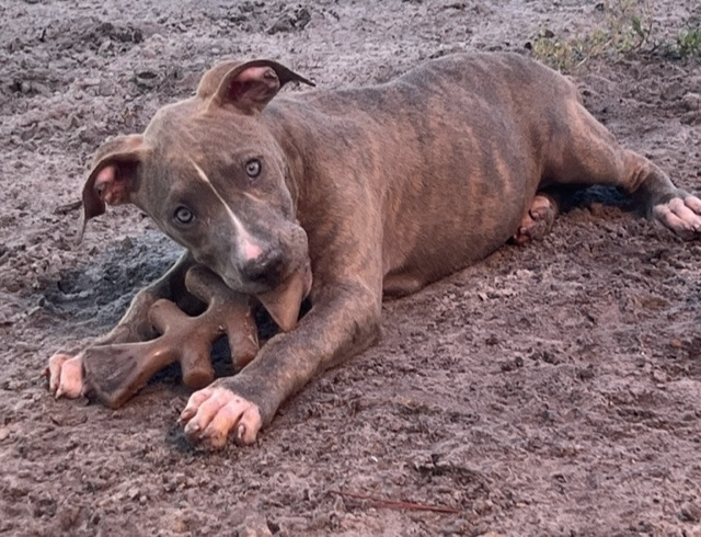 Aleigha, an adopted Pit Bull Terrier in Fort Myers, FL_image-2