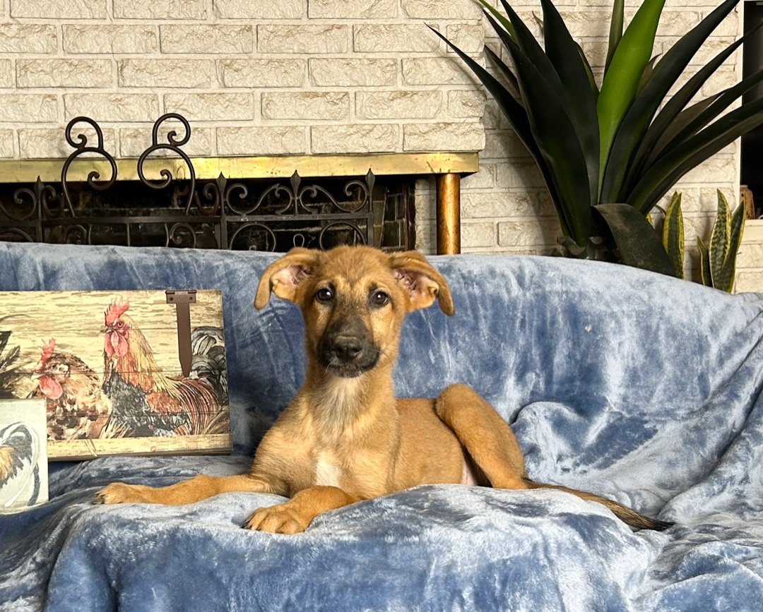 ~darling Dale~, an adoptable Greyhound, Saluki in West Hartford, CT, 06107 | Photo Image 1