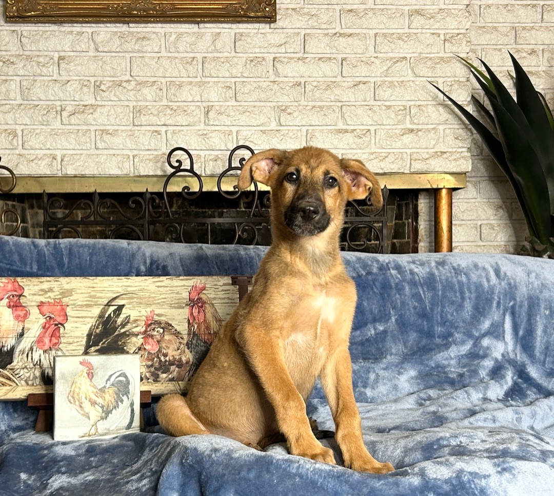 ~darling Dale~, an adoptable Greyhound, Saluki in West Hartford, CT, 06107 | Photo Image 3