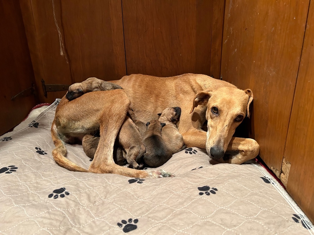 ~darling Dale~, an adoptable Greyhound, Saluki in West Hartford, CT, 06107 | Photo Image 4