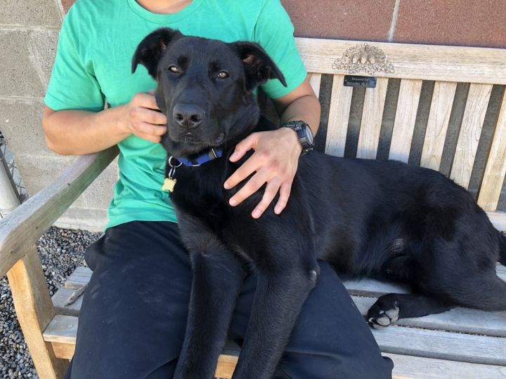 Ollie, an adoptable Black Labrador Retriever Mix in Lake Oswego, OR_image-6