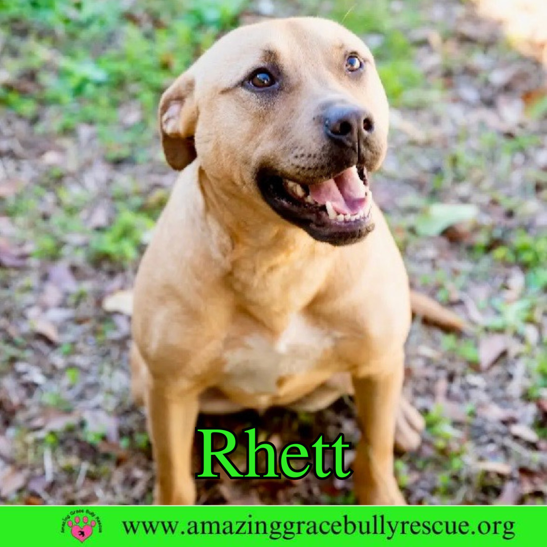 Rhett, an adoptable Hound, Labrador Retriever in Pensacola, FL, 32526 | Photo Image 1