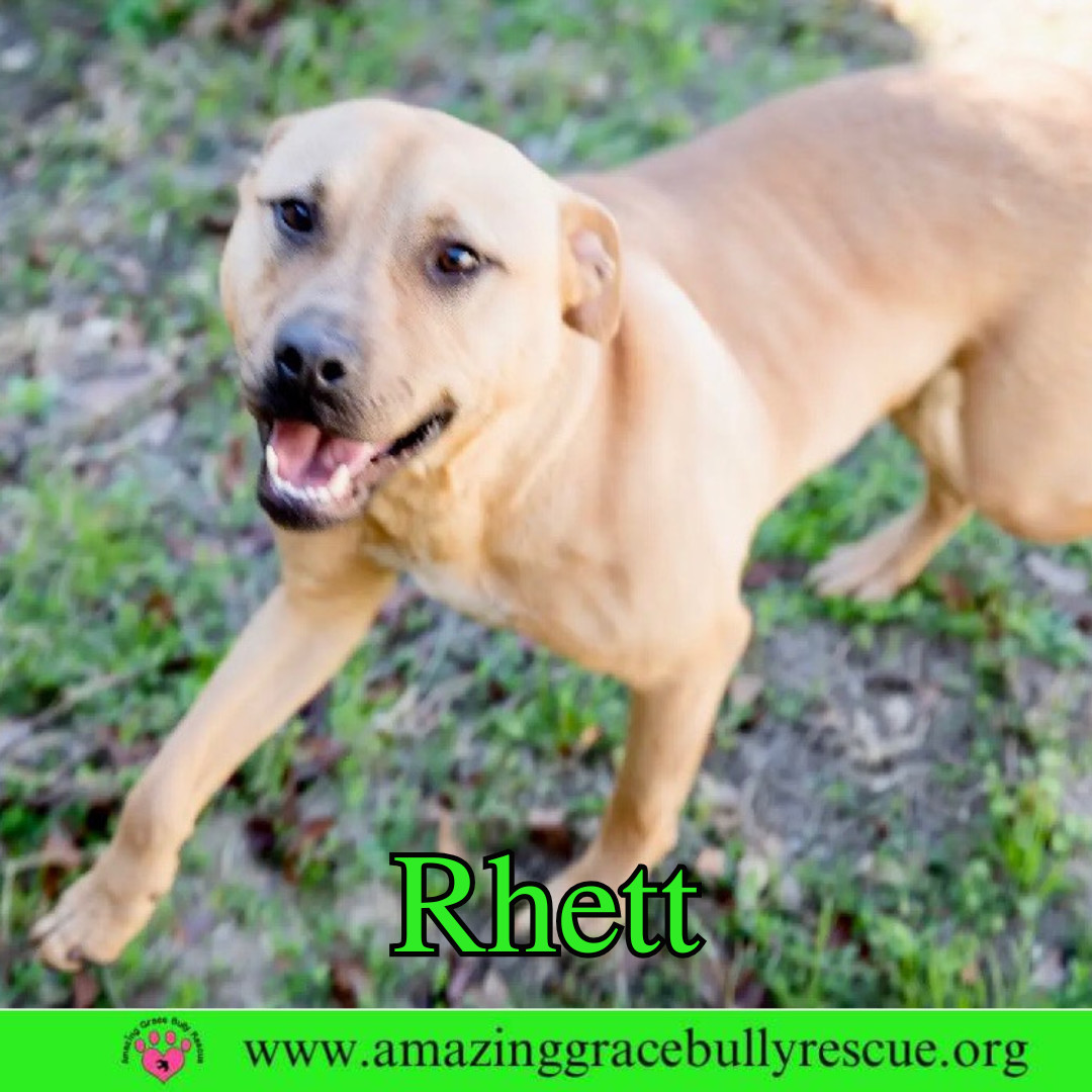 Rhett, an adoptable Hound, Labrador Retriever in Pensacola, FL, 32526 | Photo Image 2