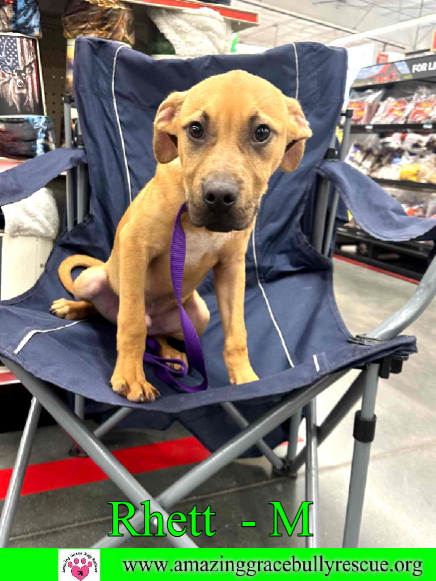 Rhett, an adoptable Hound, Labrador Retriever in Pensacola, FL, 32526 | Photo Image 3