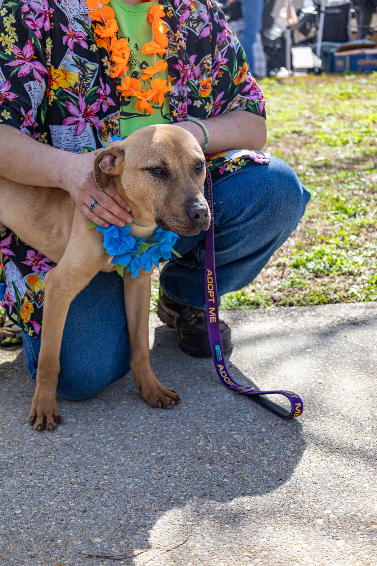 Rhett, an adoptable Hound, Labrador Retriever in Pensacola, FL, 32526 | Photo Image 3