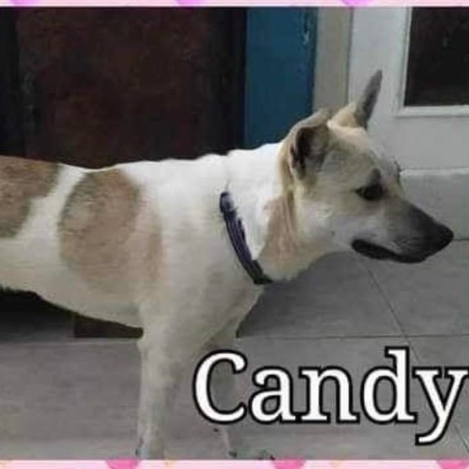 Candy, an adoptable Saluki in Cortlandt Manor, NY, 10567 | Photo Image 1