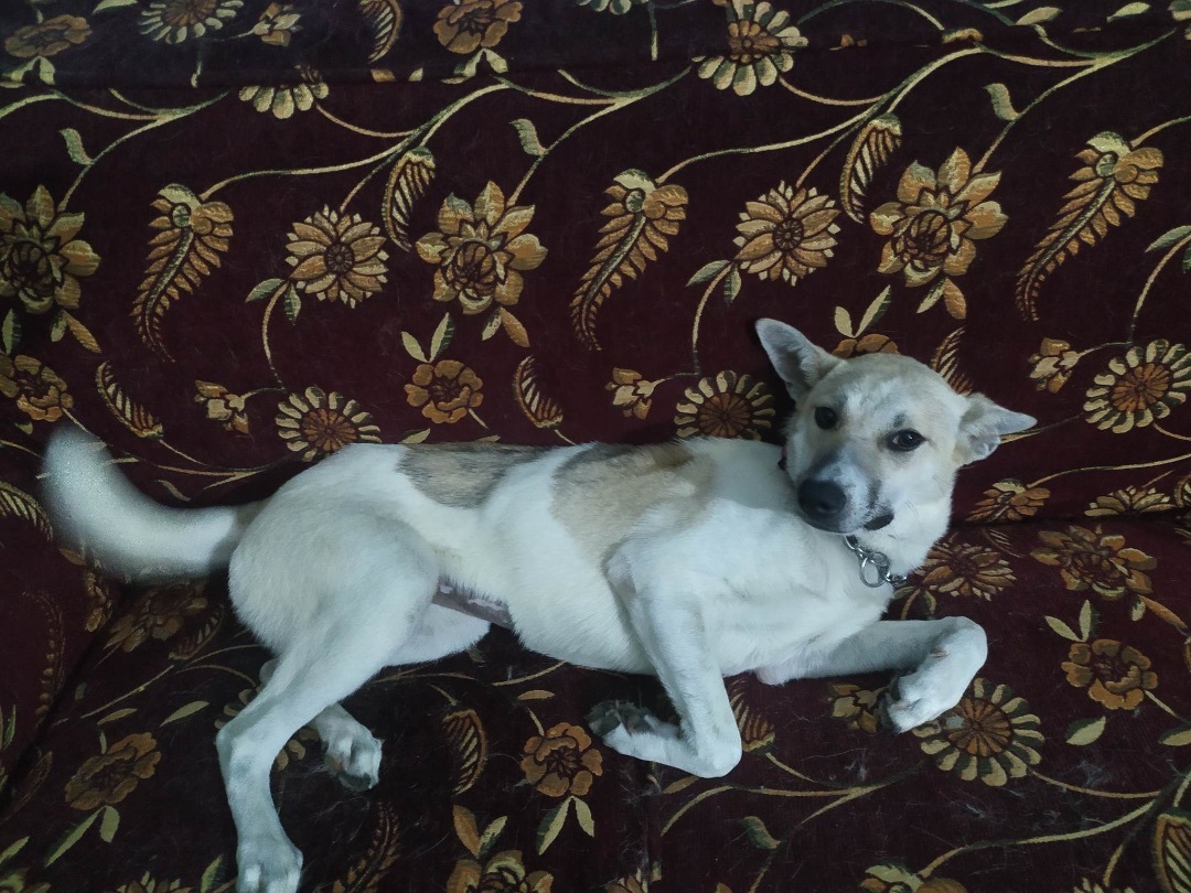 Candy, an adoptable Saluki in Cortlandt Manor, NY, 10567 | Photo Image 2