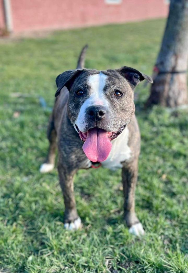 Dog for adoption - Cadence, a Pit Bull Terrier Mix in Maryville, MO ...