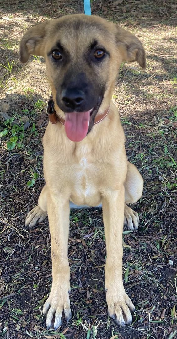 Black mouth cur hot sale german shepherd mix