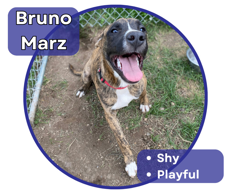 Bruno Marz, an adoptable Labrador Retriever, Pit Bull Terrier in Glenwood, MN, 56334 | Photo Image 1