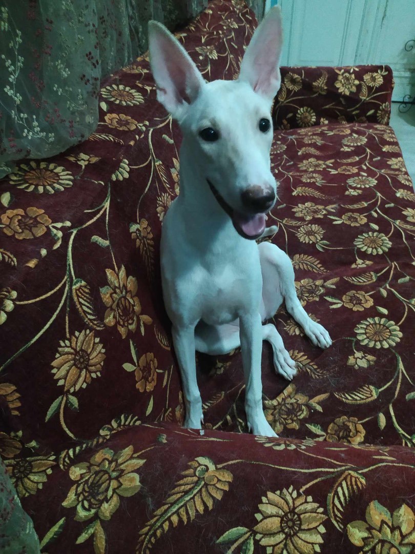Yasmin, an adoptable Saluki in Cortlandt Manor, NY, 10567 | Photo Image 1