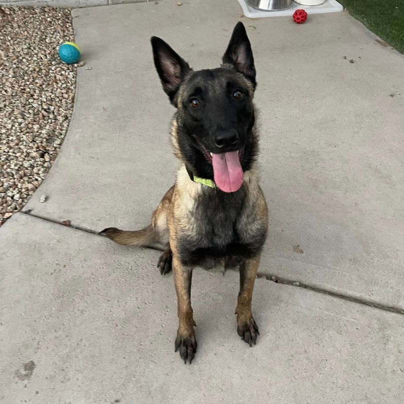 Dog for adoption - Mysta, a Belgian Shepherd / Malinois in Glendale, AZ ...