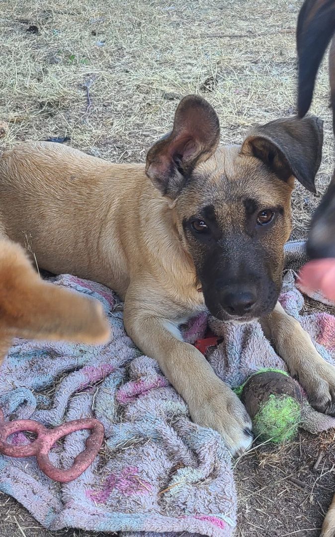 Molly, an adoptable German Shepherd Dog Mix in Rochester, WA_image-2