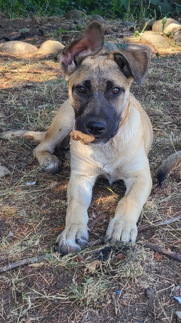 Molly, an adoptable German Shepherd Dog Mix in Rochester, WA_image-3