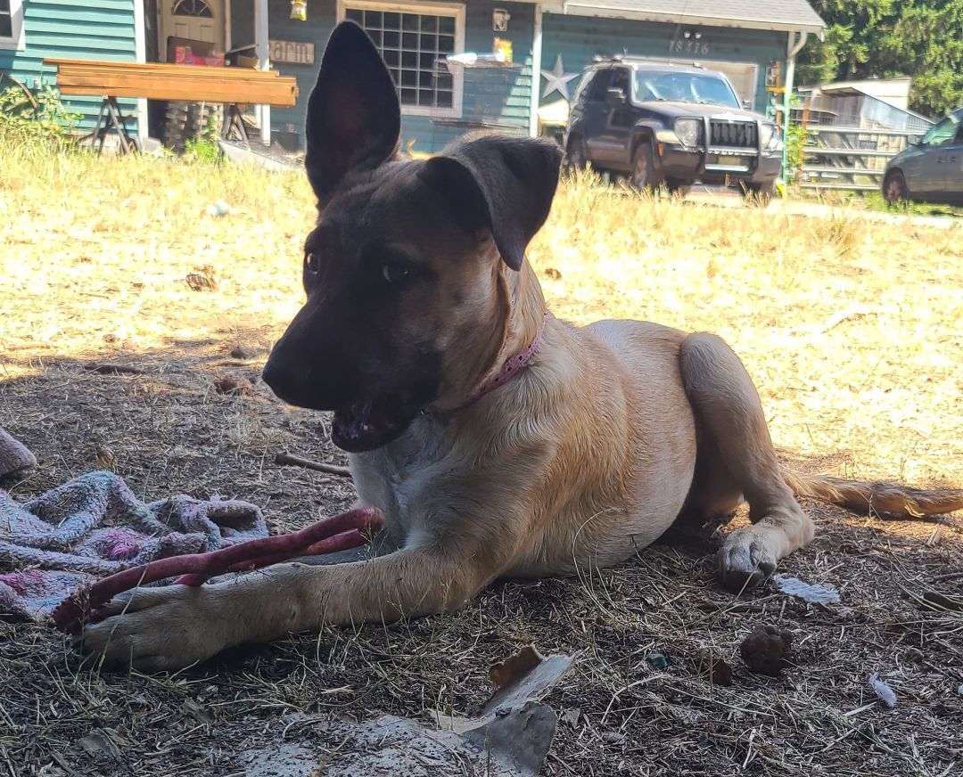 Molly, an adoptable German Shepherd Dog Mix in Rochester, WA_image-4